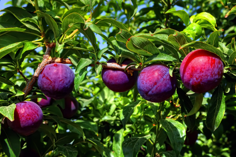 Santa-Rosa-Plum-768x512